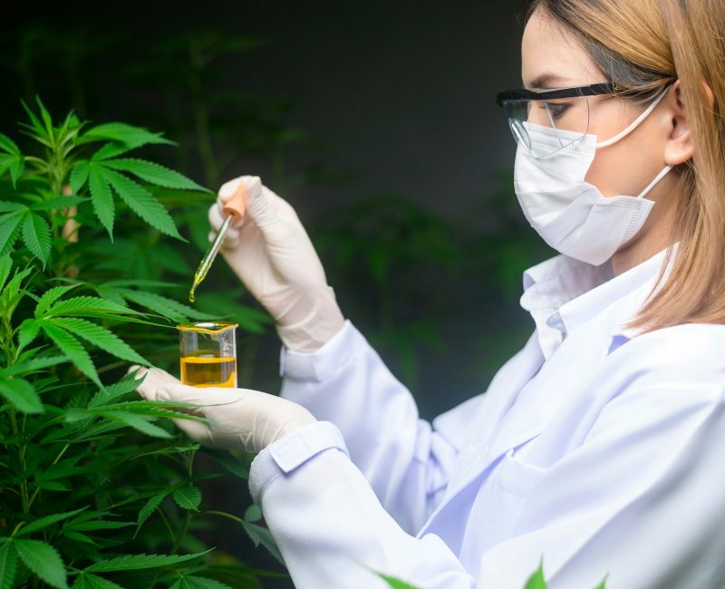 A scientist is checking and analyzing a cannabis experiment , holding beaker of cbd oil in a laborat